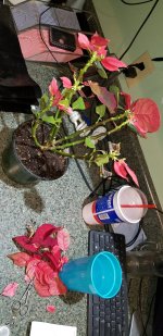 photo73773.jpg