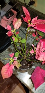 photo73780.jpg