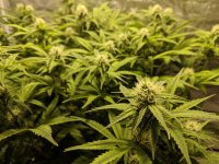 photo73996.jpg