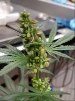 Jan 17 update male flower 1.jpg