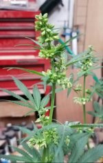Jan 17 update male flower 2.jpg