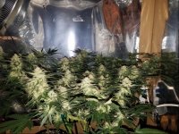 Jan 17 update flower room 3.jpg