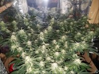 Jan 17 update flower room 1.jpg