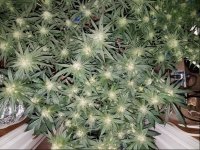 Jan 17 update flower room 2.jpg