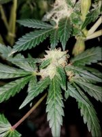 Jan 17 update seeded flower.jpg