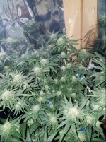 Jan 17 update Jack Herer 1.jpg