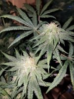 Jan 17 update Jack Herer 2.jpg
