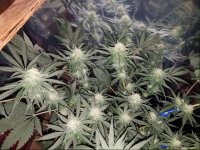Jan 17 update Incredible Bulk 1.jpg