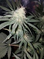 Jan 17 update Incredible Bulk 2.jpg