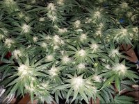 Jan 17 update Super Lemon Haze 1.jpg