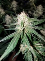 Jan 17 update Super Lemon Haze 2.jpg