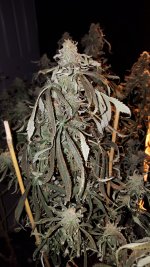 20170120_223927[1].jpg