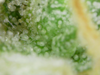 photo74907.png