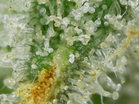photo75324.png