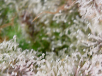photo75365.png
