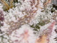 photo75366.png