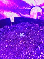photo75680.jpg
