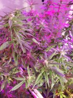 photo76014.jpg