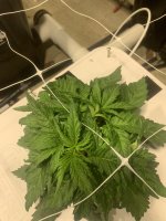 photo76144.jpg
