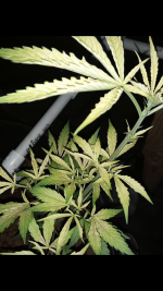 photo76784.png