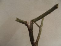 photo76846.jpg