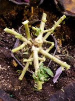 photo76875.jpg