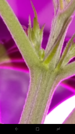 photo77302.png