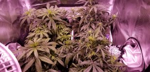 photo77536.jpg