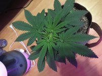 photo77740.jpg