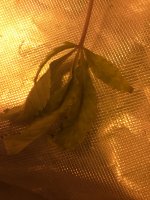 photo77801.jpg
