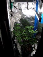 photo78166.jpg
