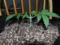 9 - Day 18 Plant 1 Manifold.JPG