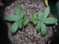 10 - Day 18 Plant 1 Manifold.JPG