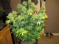 IMG_0254.JPG