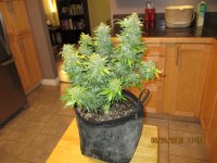 IMG_0236.JPG