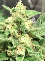 photo79233.jpg