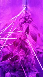 white widow X uncle mikes lemon.jpg