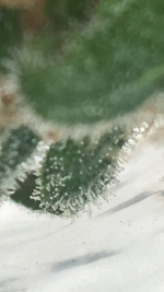 photo80162.png