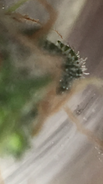 photo80163.png