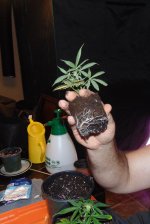clone root.jpg