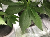 photo80467.jpg