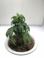 C2D77883-1357-4DF8-8302-9A03F8847D49.jpeg