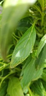 20190627_154054.jpg