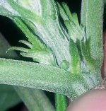 male-pre-flower-tiny-2.jpg