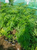 photo82403.jpg