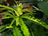 20190717_142840[1].jpg