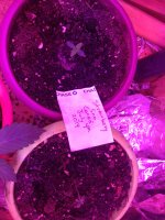 IMG_1295.JPG