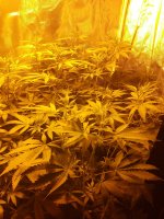 photo82652.jpg