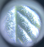 photo82874.png