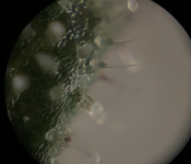 photo82877.png